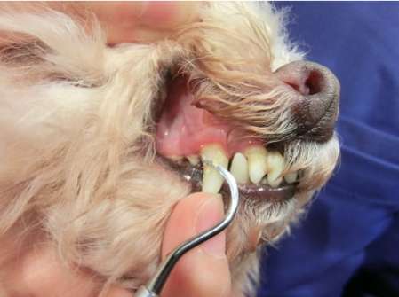 寵物牙科無麻醉