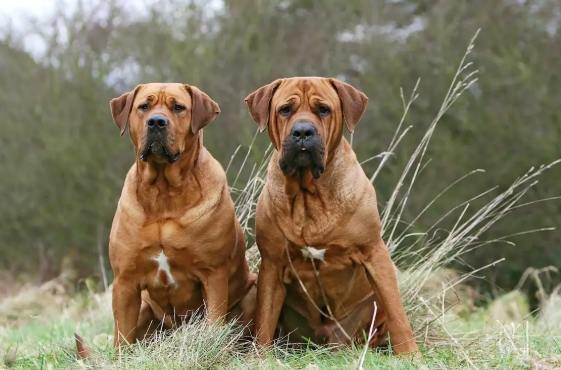 禁止飼養犬種 禁止飼養犬種