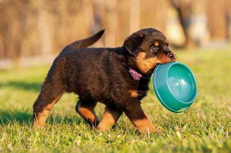 羅威納犬健康 羅威納犬健康