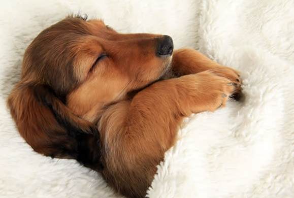 寵物健康睡姿 寵物健康睡姿