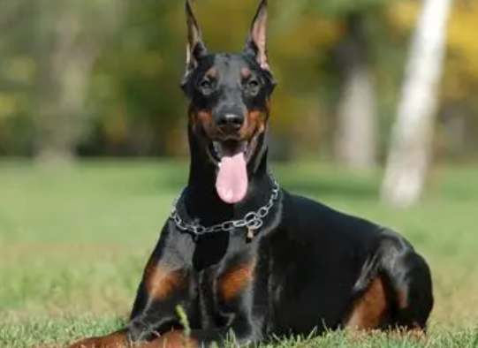 杜宾犬特征 杜宾犬特征