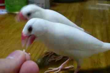 文鳥飲食 文鳥飲食