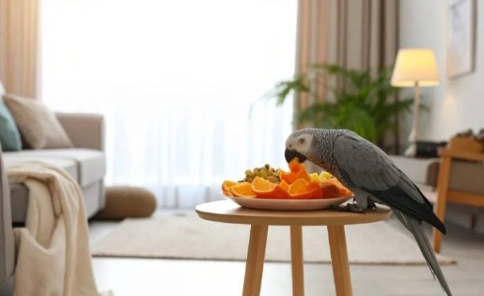 鸚鵡可以吃蘋果嗎