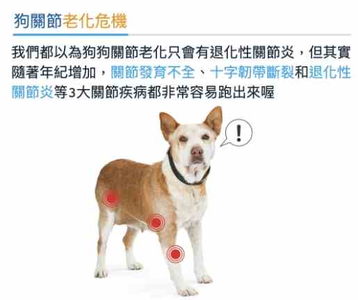 老狗腳震全攻略：成因、症狀、治療與居家護理完整指南