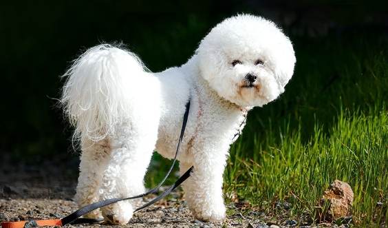 比熊犬飼養 比熊犬飼養