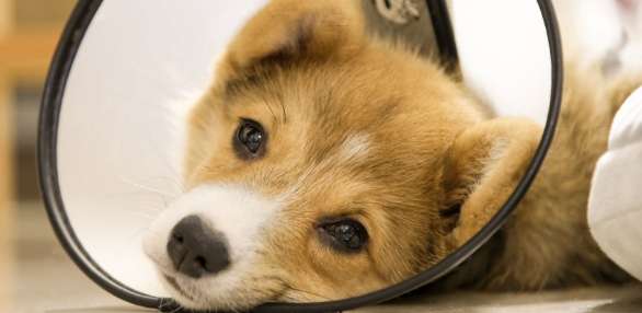 絕育年齡利弊 絕育年齡利弊