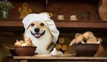 狗洋蔥中毒症狀 狗洋蔥中毒症狀