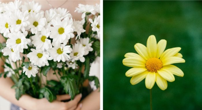 雛菊花語意思 雛菊花語意思