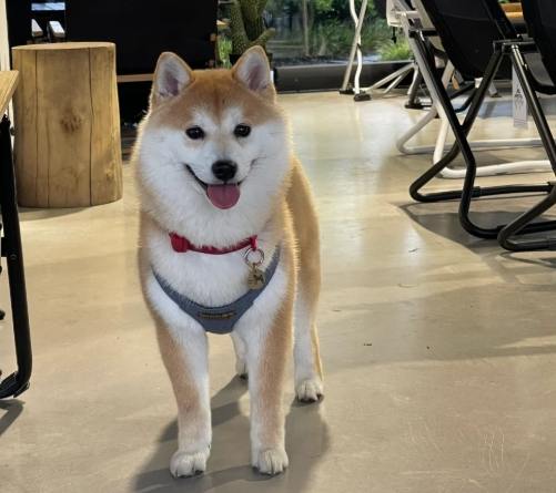 幫柴犬洗澡步驟 幫柴犬洗澡步驟