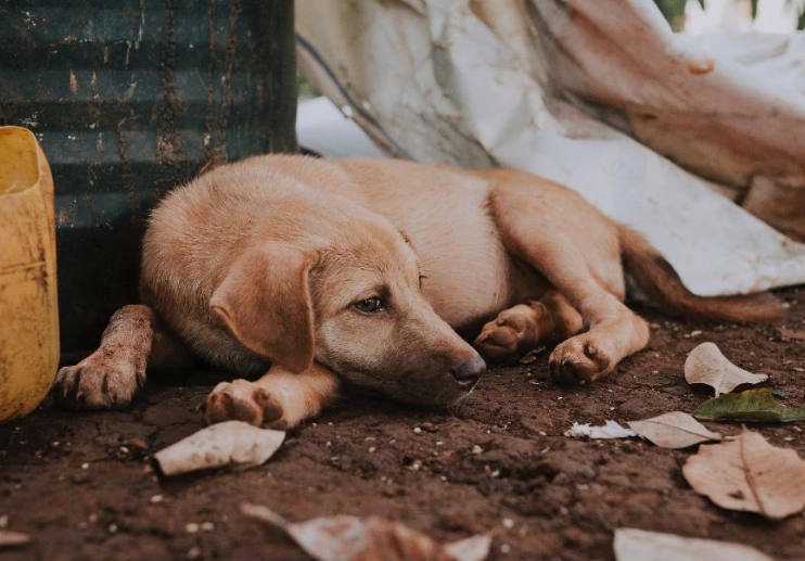 狗狗一直鑽角落：原因解析與實用解決方案全攻略