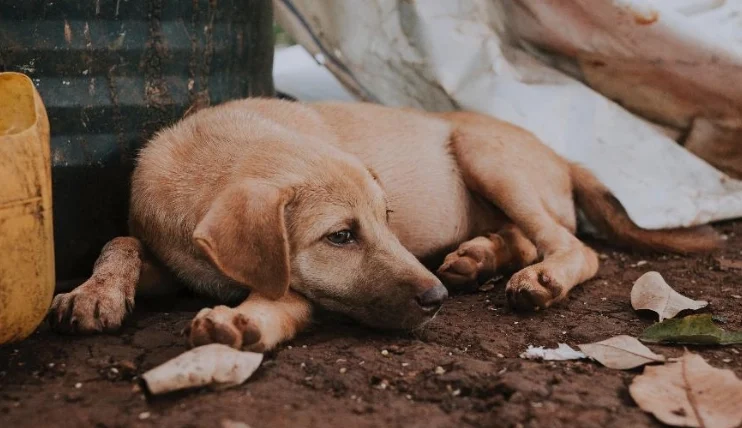 狗狗一直鑽角落