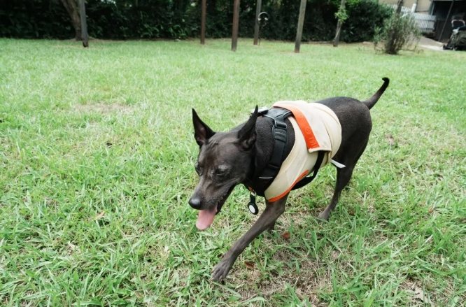 如何判斷狗狗壓力大 如何判斷狗狗壓力大