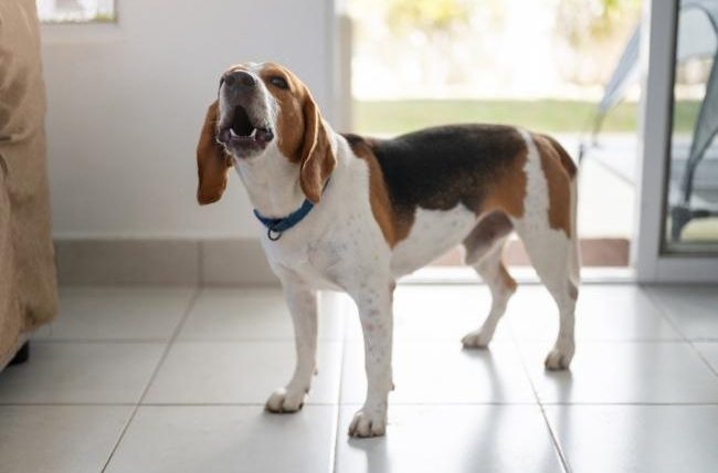 如何檢舉鄰居狗叫聲