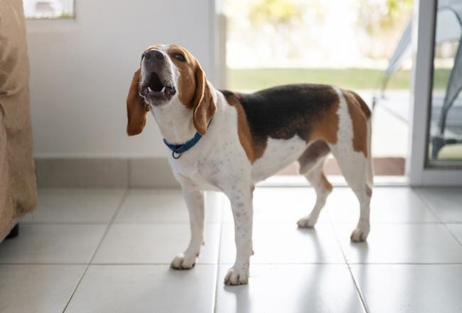 如何檢舉鄰居狗叫聲：實用步驟與法律指南，解決噪音困擾
