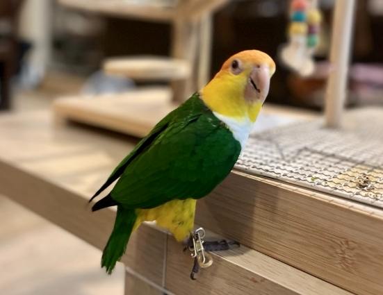 寵物鳥救援 寵物鳥救援