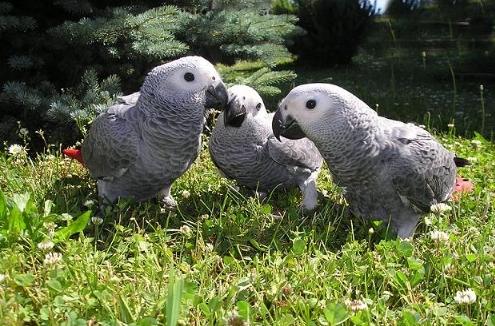 台灣鳥類飼養 台灣鳥類飼養