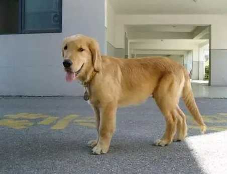 狗狗絕育最佳時間 狗狗絕育最佳時間