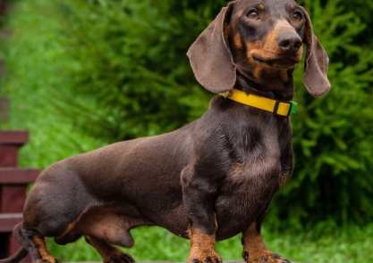 臘腸狗性格 臘腸狗性格