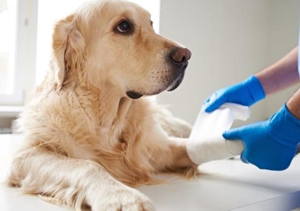 狗狗受傷會自己好嗎