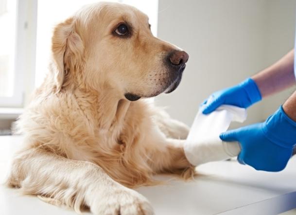 狗狗受傷自癒 狗狗受傷自癒