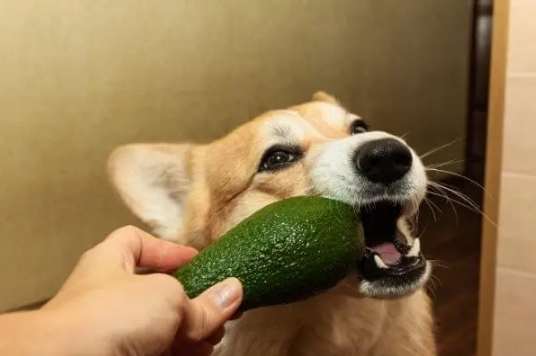 酪梨油對狗狗的好處