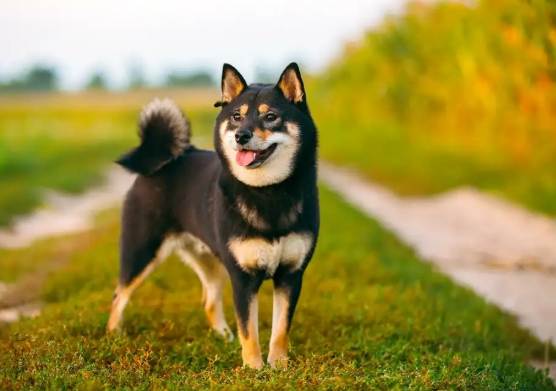 黑色柴犬飼養 黑色柴犬飼養