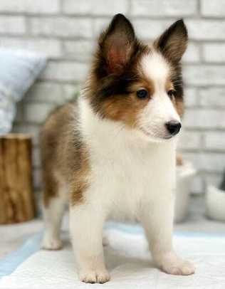 喜樂蒂幼犬飼養 喜樂蒂幼犬飼養