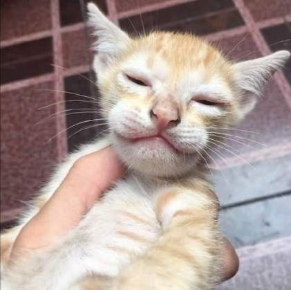 貓咪蜂叮症狀 貓咪蜂叮症狀