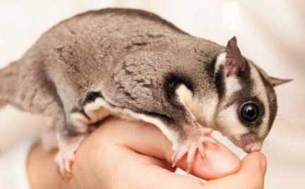 蜜袋鼯飲食 蜜袋鼯飲食