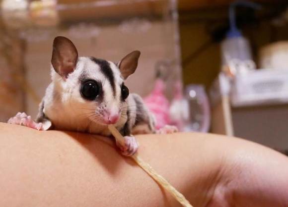 蜜袋鼯飼養注意事項 蜜袋鼯飼養注意事項