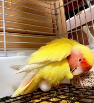 鸚鵡生蛋問題 鸚鵡生蛋問題