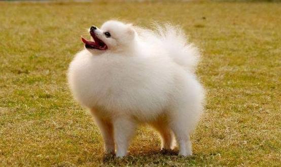 博美犬壽命 博美犬壽命