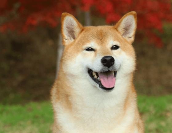 柴犬毛色遺傳 柴犬毛色遺傳