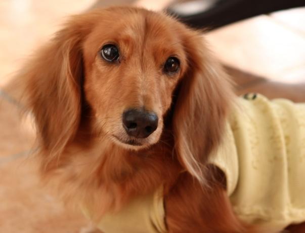 臘腸狗性格 臘腸狗性格