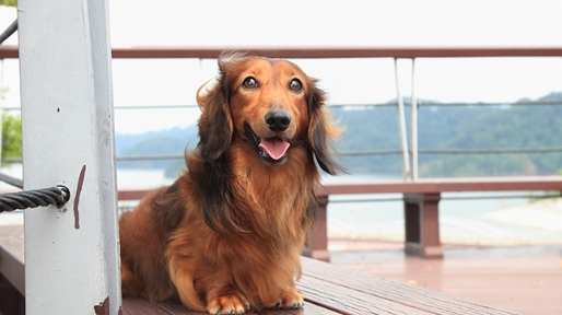 長毛臘腸飼養 長毛臘腸飼養