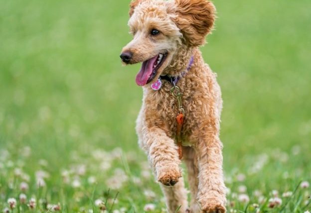 狗狗咬人怎麼教