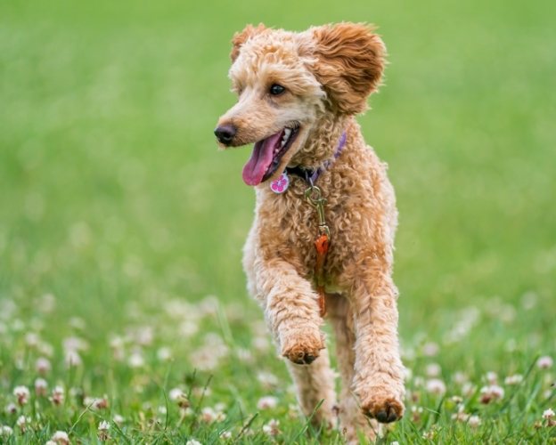 狗狗咬人怎麼教？完整訓練指南與行為矯正技巧