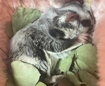 蜜袋鼯咬人 蜜袋鼯咬人