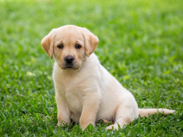 狗狗誤食藥膏處理 狗狗誤食藥膏處理