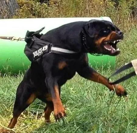 羅威納咬人事件全解析：預防措施、法律責任與飼養指南