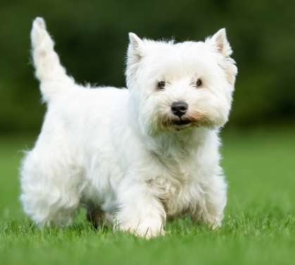 白色犬種推薦 白色犬種推薦