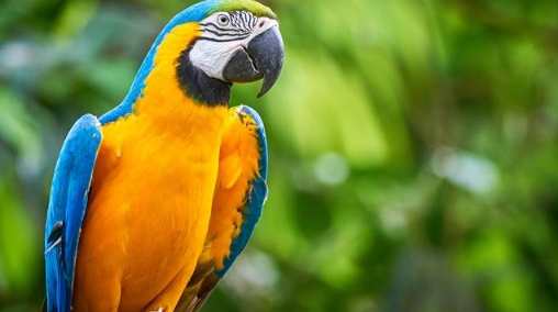 撿到鸚鵡處理 撿到鸚鵡處理