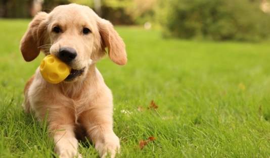 拉布拉多平均壽命 拉布拉多平均壽命