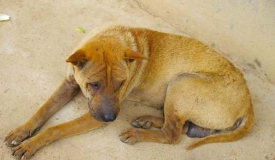 寵物去世前行為