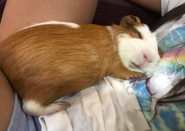 幼年天竺鼠照顧 幼年天竺鼠照顧