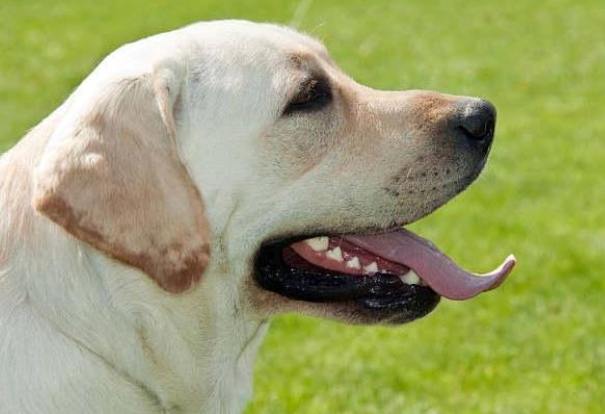 拉布拉多聰明度