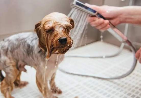 狗洗澡臉技巧 狗洗澡臉技巧