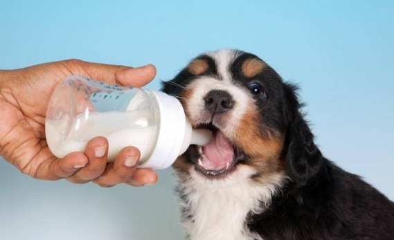 羊奶對狗的好處