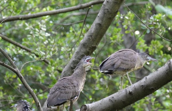 黑冠麻鷺飲食習慣 黑冠麻鷺飲食習慣