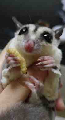 蜜袋鼯飼養 蜜袋鼯飼養